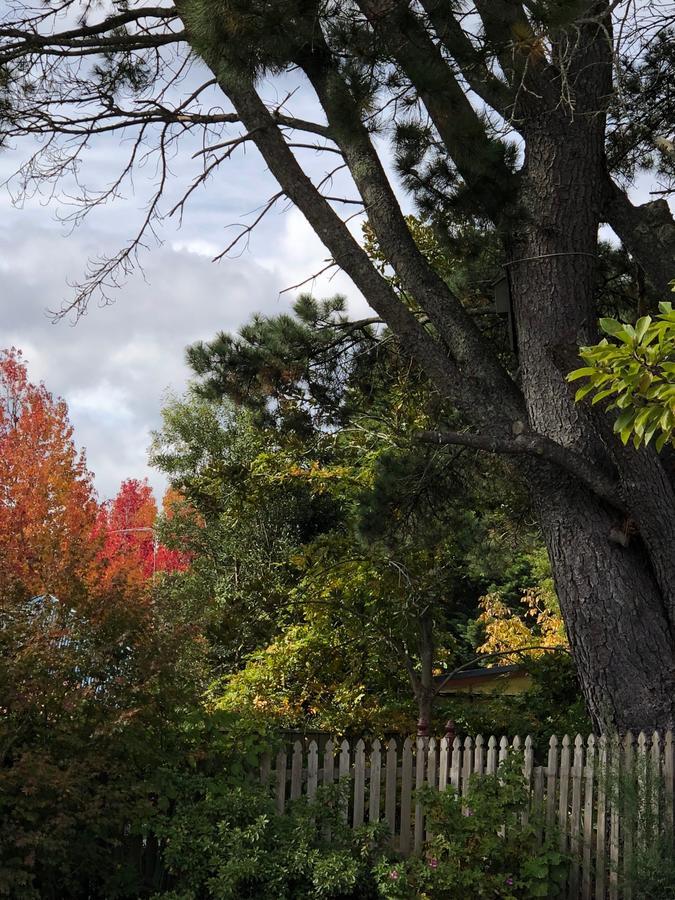 Norwood Mountain Lodge Blackheath Buitenkant foto
